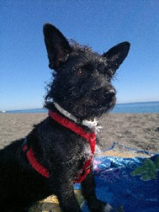 Hund Fips