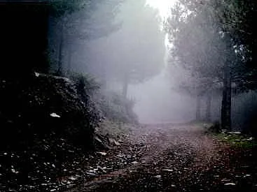 Feldweg im Nebel durch den Wald